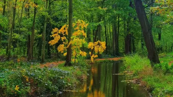 漫遊巴黎：布洛涅森林+肖蒙山丘公園+巴黎聖母院+西岱島+新橋