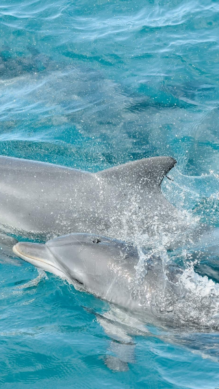 Sydney round-trip - Port Stephens day tour [Dolphin watching cruise + sandboarding on the dunes]