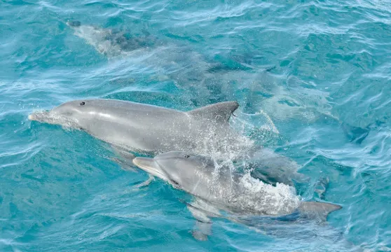 悉尼來回-史蒂芬斯港一日遊【遊船觀海豚 體驗沙丘滑沙】