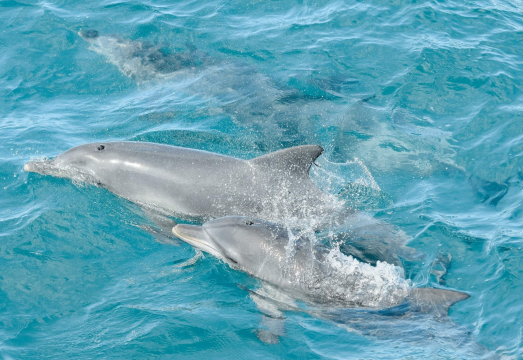 Sydney round-trip - Port Stephens day tour [Dolphin watching cruise + sandboarding on the dunes] AUD 220.98