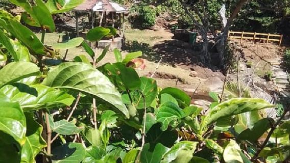 Dominica: Indian village, Hidden gems & British Battle Fort.