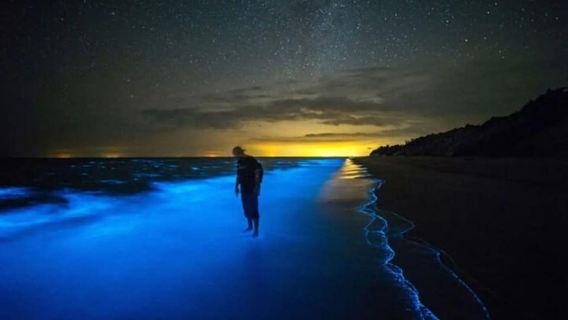 Grand Cayman: Lawatan Bot Teluk Bioluminescent dengan Snorkeling