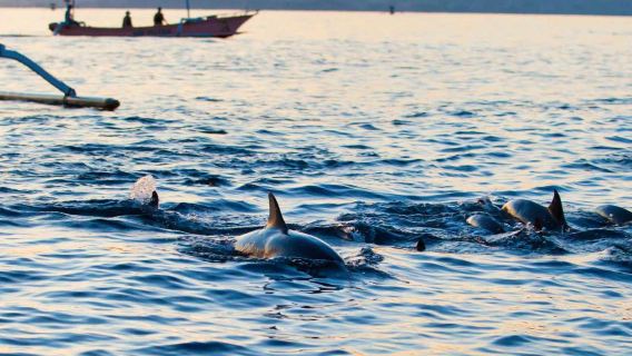 Bali Lovina 1-day tour: dolphin watching with optional snorkeling, late start, private boat, fishing or shared boat