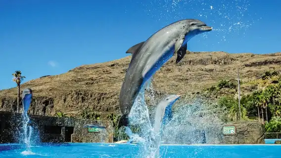 Maspalomas: Palmitos Park Ticket with Dolphin and Bird Shows