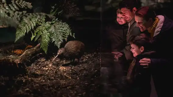 Kiwi Park Admission Ticket