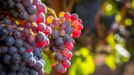 Sonoma Valley: Guided Winery Tour with Picnic Lunch