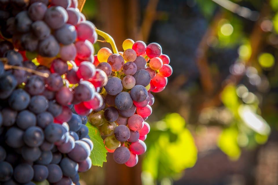Sonoma Valley: visita guidata alle cantine con pranzo al sacco