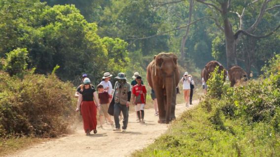 Walking with Elephants – Single Day with Elephant Nature Park Visit