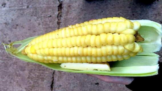 Cusco streetfoodtour