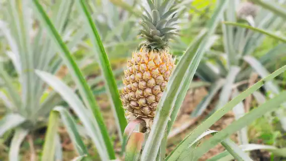 布吉老布吉農場（old phuket farm）農場參觀活動體驗