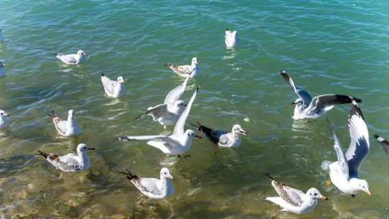 Exploring Qinghai: Private Charter Self-Guided Tour - Qinghai Lake + Kumbum Monastery + Riyue Mountains (Sun and Moon Mountains) + Laji Mountain 1-Day Tour