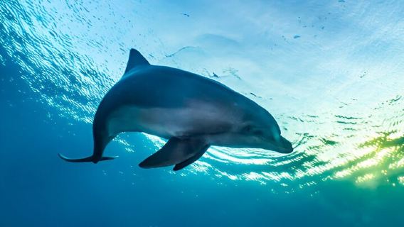 VIP Snorkeling Sea Trip, Swim with Dolphins & Lunch - Makadi Bay