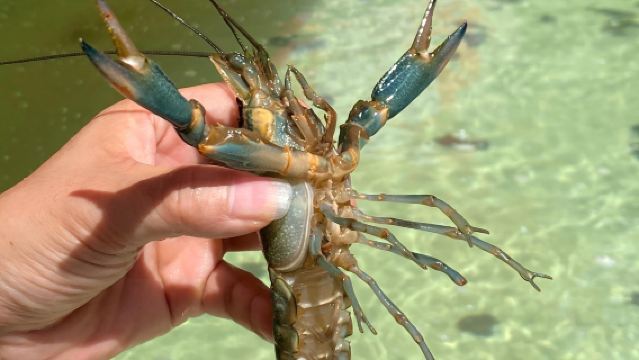 金谷潮玩聯盟 · 垂釣高手