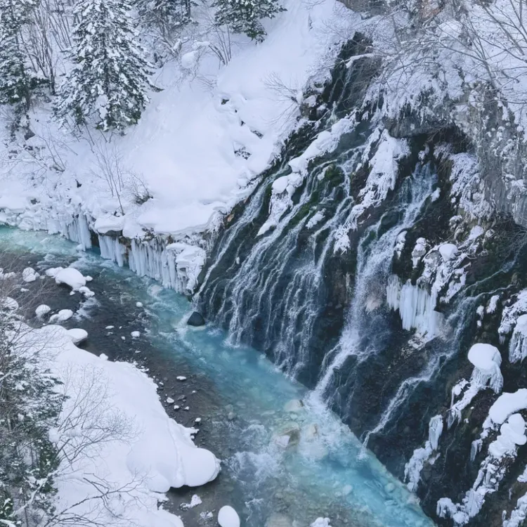 maojel 北海道　HOKKAIDO 1111 Carnival] Hokkaido Asahiyama Zoo 1-day tour & Ningle Terrace