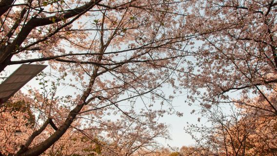 Cherry Blossom Wuhan private tour