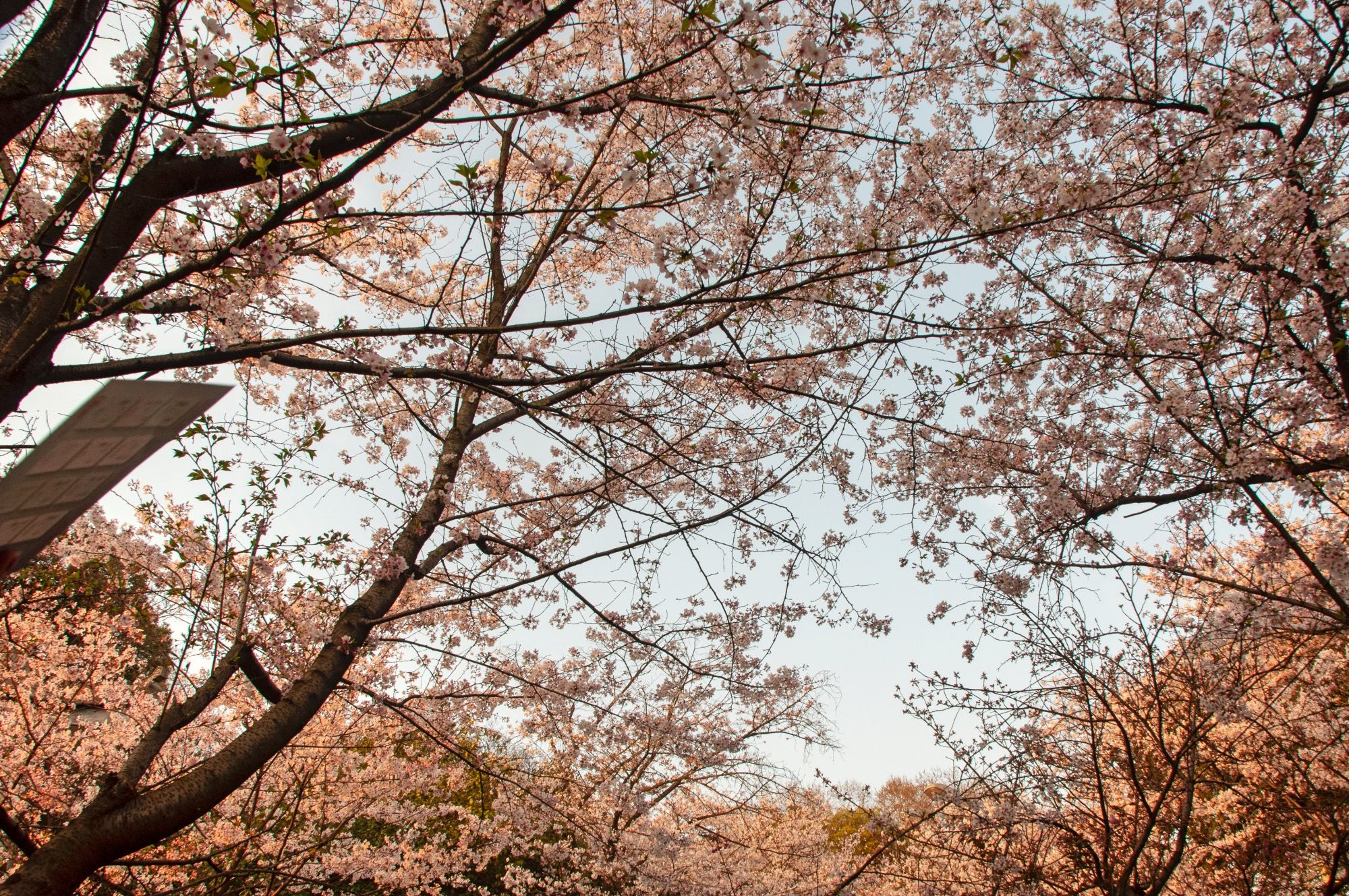 WHU Kirschblüten Wuhan Gruppenreise: Romantische Frühlingsreise mit geführten Einblicken