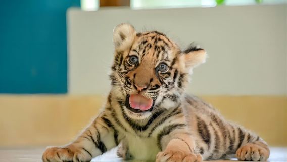 Ticket für den Tiger Park in Phuket|Interaktion|Gruppenfoto