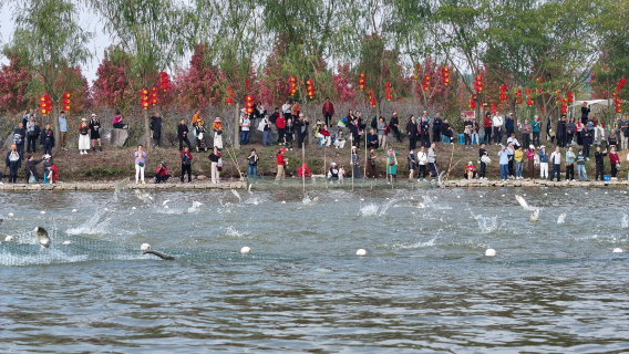 宜昌東方年華紅楓捕魚節一日遊活動|官方自營|摸魚採摘\全魚宴