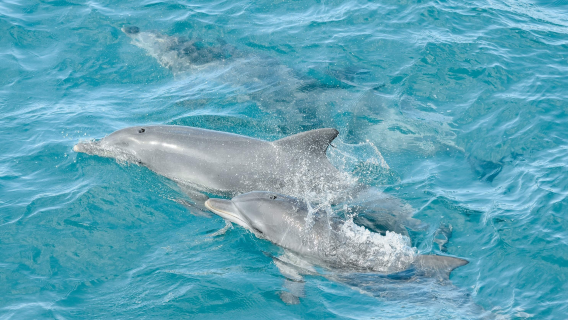 Delfin-Bootsfahrt in Port Stephens, Australien