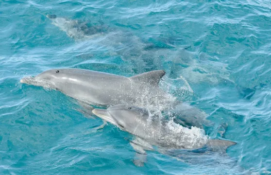 澳洲史蒂芬斯港觀海豚遊船