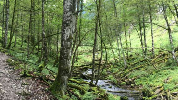 Magic Forest + Berchtesgaden National Park 1-day tour
