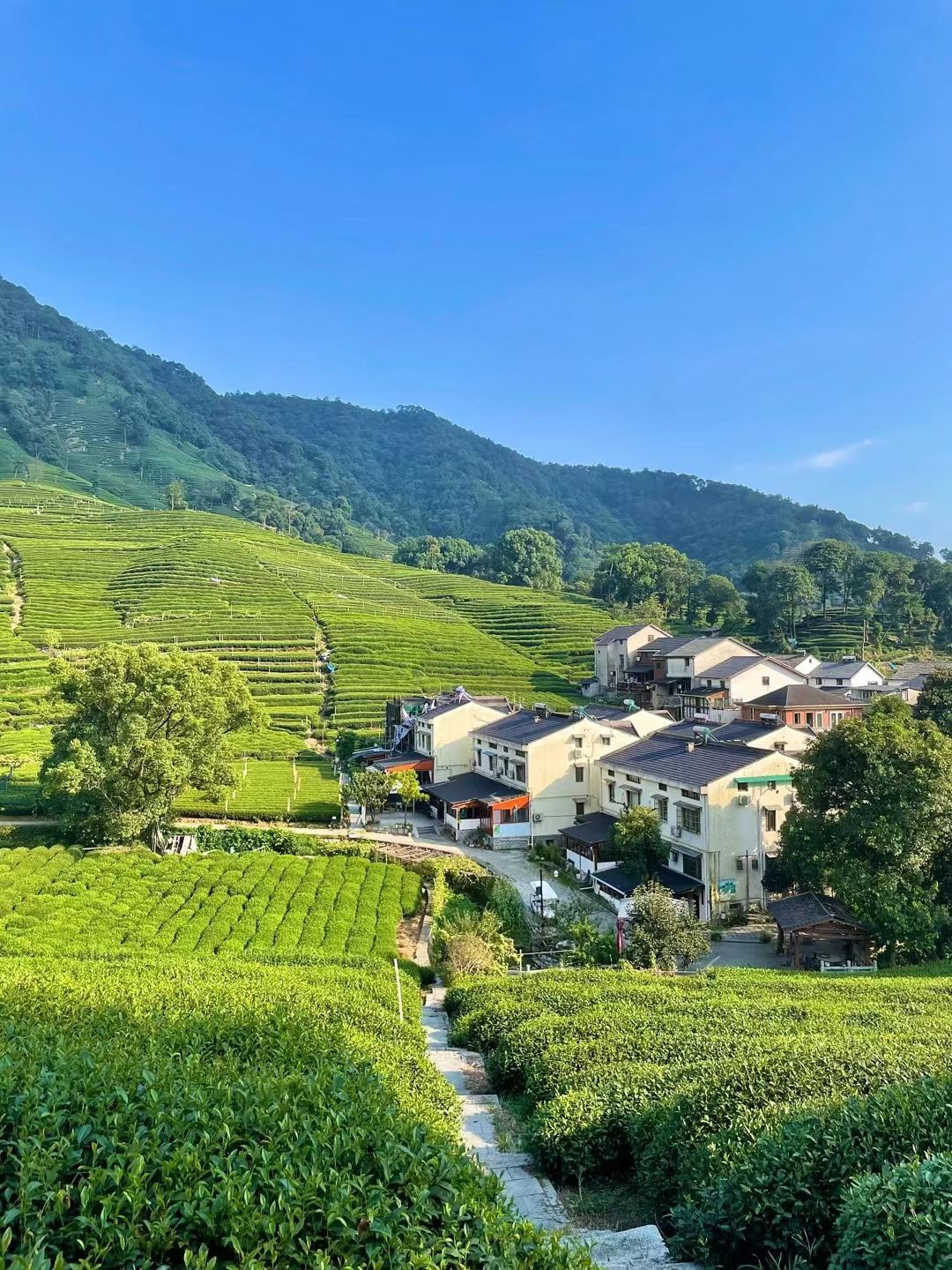 Esperienza di raccolta del tè · Hangzhou, Zhejiang · Tè Longjing del Lago Ovest · Meijiawu · Cultura del tè · Riprese aeree con drone · Area di produzione principale · Piantagioni a terrazza · Raccolta del tè patrimonio immateriale + tostatura + degustazione + preparazione tradizionale + macinatura del tè