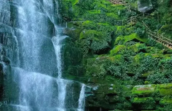 四川雅安碧峯峽野生動物世界+二郎山喇叭河包車一日遊中英文服務