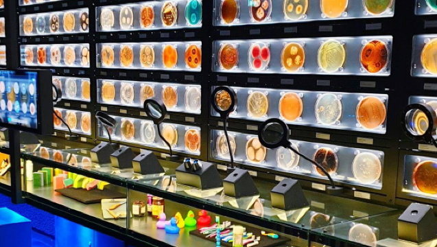 Rijksmuseum + Willet-Holthuysen Museum + Micropia + Canals of Amsterdam