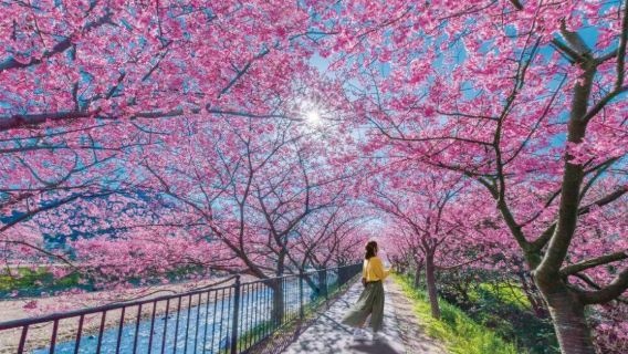[Early Cherry Blossom Limited Time Offer] Izu Kawazu Cherry Blossom Festival + Optional Strawberry Picking + Shuzenji 1-day tour