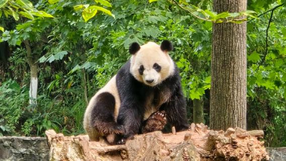 Chengdu Research Base of Giant Panda Breeding Tickets | Up Close with the National Treasure | Moon Nursery | Morning/Afternoon Sessions Available