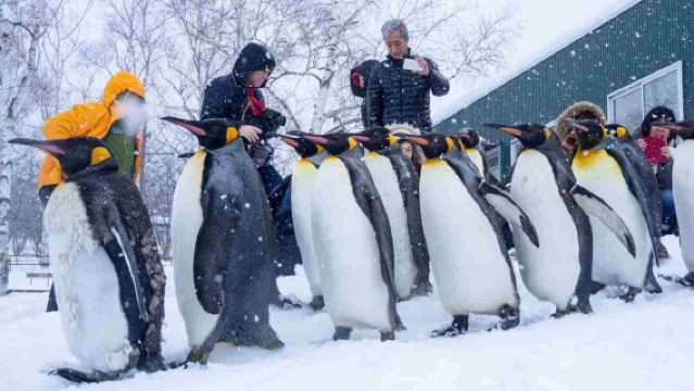 Sapporo, Hokkaido, Japan - Asahikawa Zoo + Blue Pond + Forest Elf Terrace Day Trip