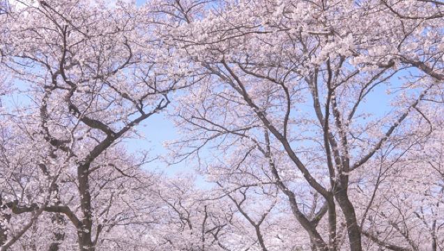 3-4月賞櫻季+新宿御苑+昭和紀念公園【中文司機+飯店接駁】