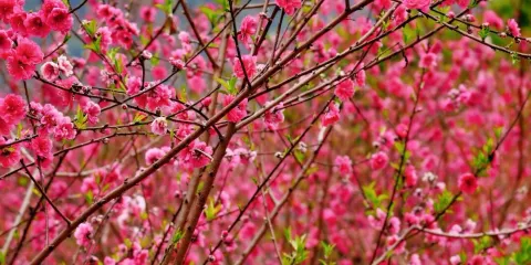 私家團上門接送+清遠洞天仙境+峯林曉鎮四季花海一日遊+含門票