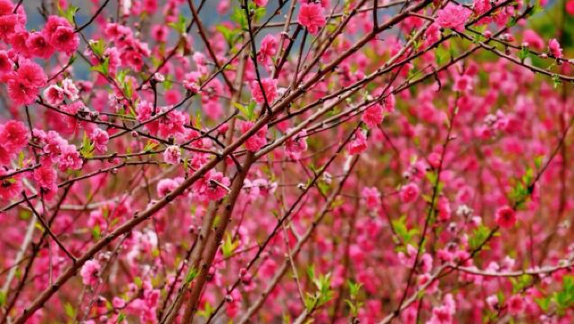 私家團專車接駁+清遠洞天仙境+峰林曉鎮四季花海一日遊+含門票