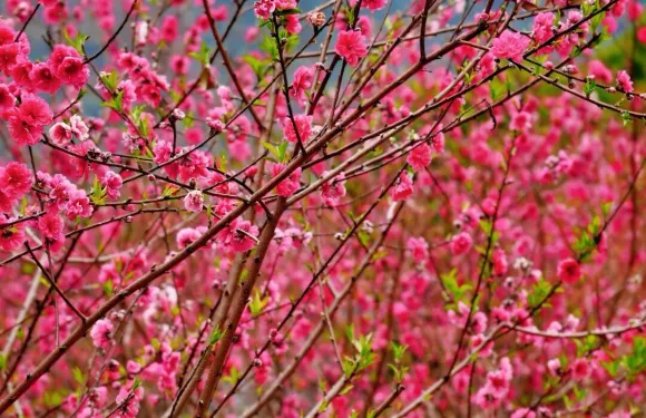 私家團上門接送+清遠洞天仙境+峯林曉鎮四季花海一日遊+含門票