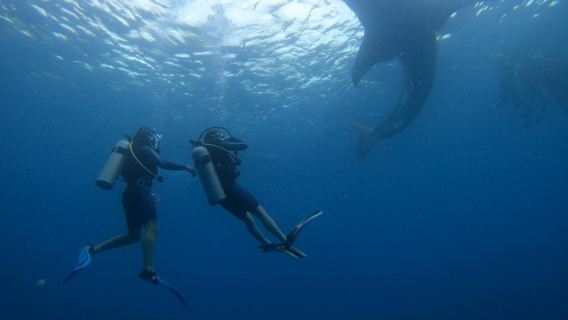From Moalboal: Discovery Dive with the Whale Sharks of Oslob