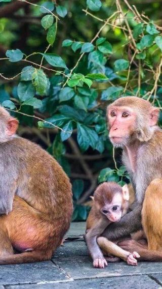 Hotel transfer | Lingshui Nanwan monkey islet tourist area + Daydaybabe (includes cable car/electric bikes/ferry)