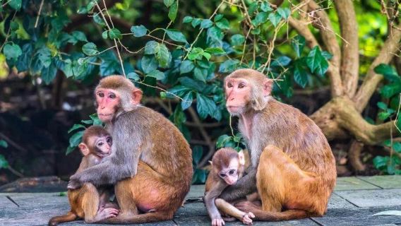 Transferência do hotel | Área Turística da Ilha dos Macacos de Nanwan no Condado de Lingshui + Ilha Dadai (inclui teleférico/veículo elétrico/balsa)