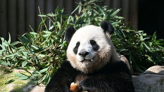 Chongqing Hayvanat Bahçesi + Huayan Tapınağı Günübirlik Turu (Giriş ücreti dahil değildir)