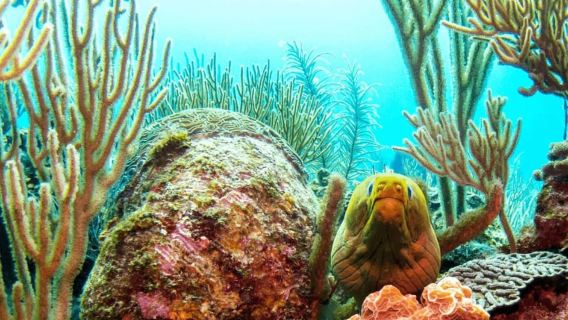 San Pedro: Mexico Rocks and Tres Cocos Snorkeling Boat Tour