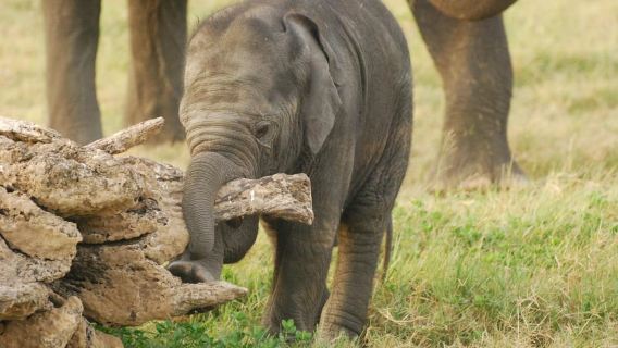 Day Safari From Hambantota