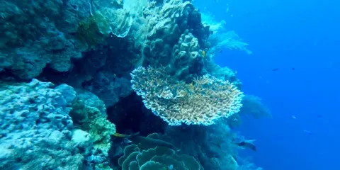 菲律賓薄荷島大裂縫浮潛深潛半日遊doijo深潛 中英文講解