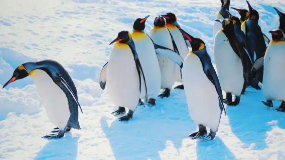Hokkaido Winter Day Tour from Sapporo: Asahiyama Zoo(Ticket Included), Biei Christmas Tree, Shirahige Falls & Ningle Terrace