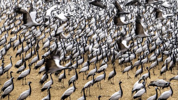 從焦特布爾出發,造訪奧西揚和基昌後前往傑伊瑟爾梅爾,含導遊服務