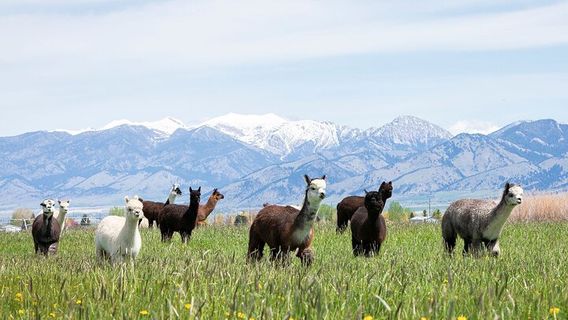 BozemanTours