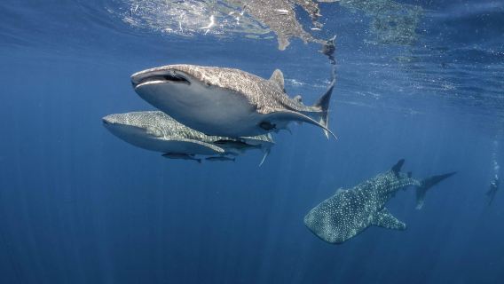 Excursión de un día a Oslob para nadar con tiburones ballena con salida desde Moalboal (incluye guía y almuerzo)