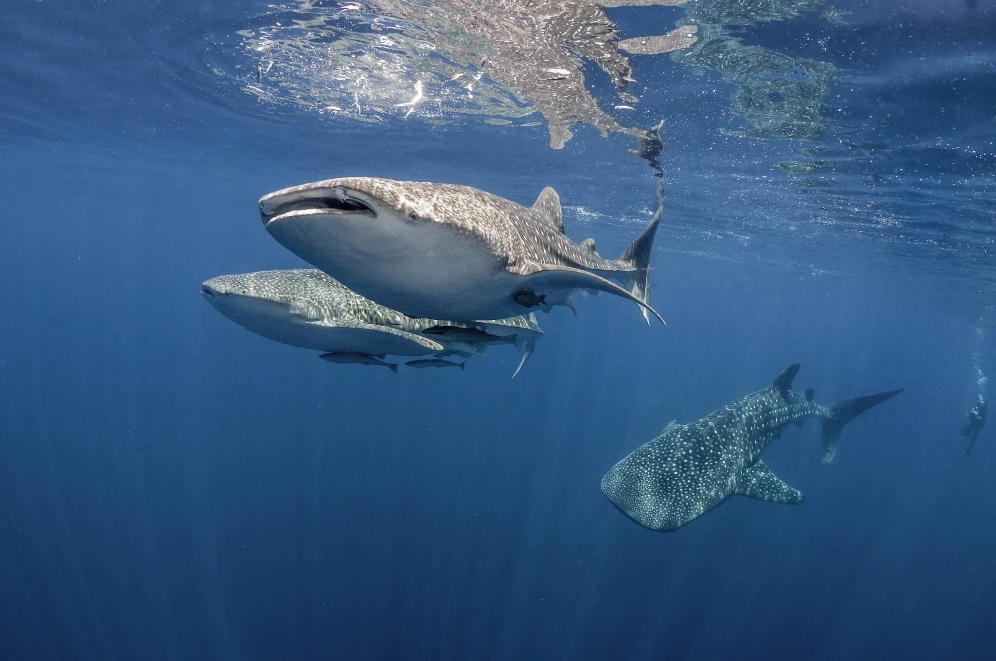 1-day tour from Moalboal to Oslob for whale shark interaction [with guide & lunch included]