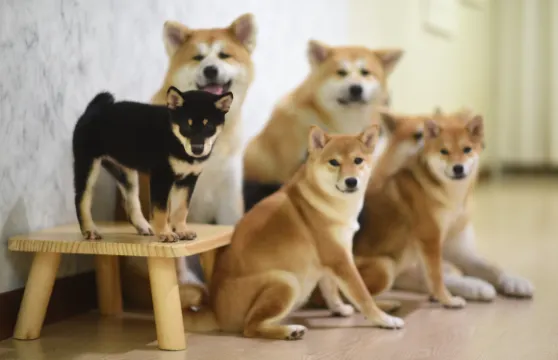 【柴犬互動】馬六甲哈士奇和柴犬體驗中心