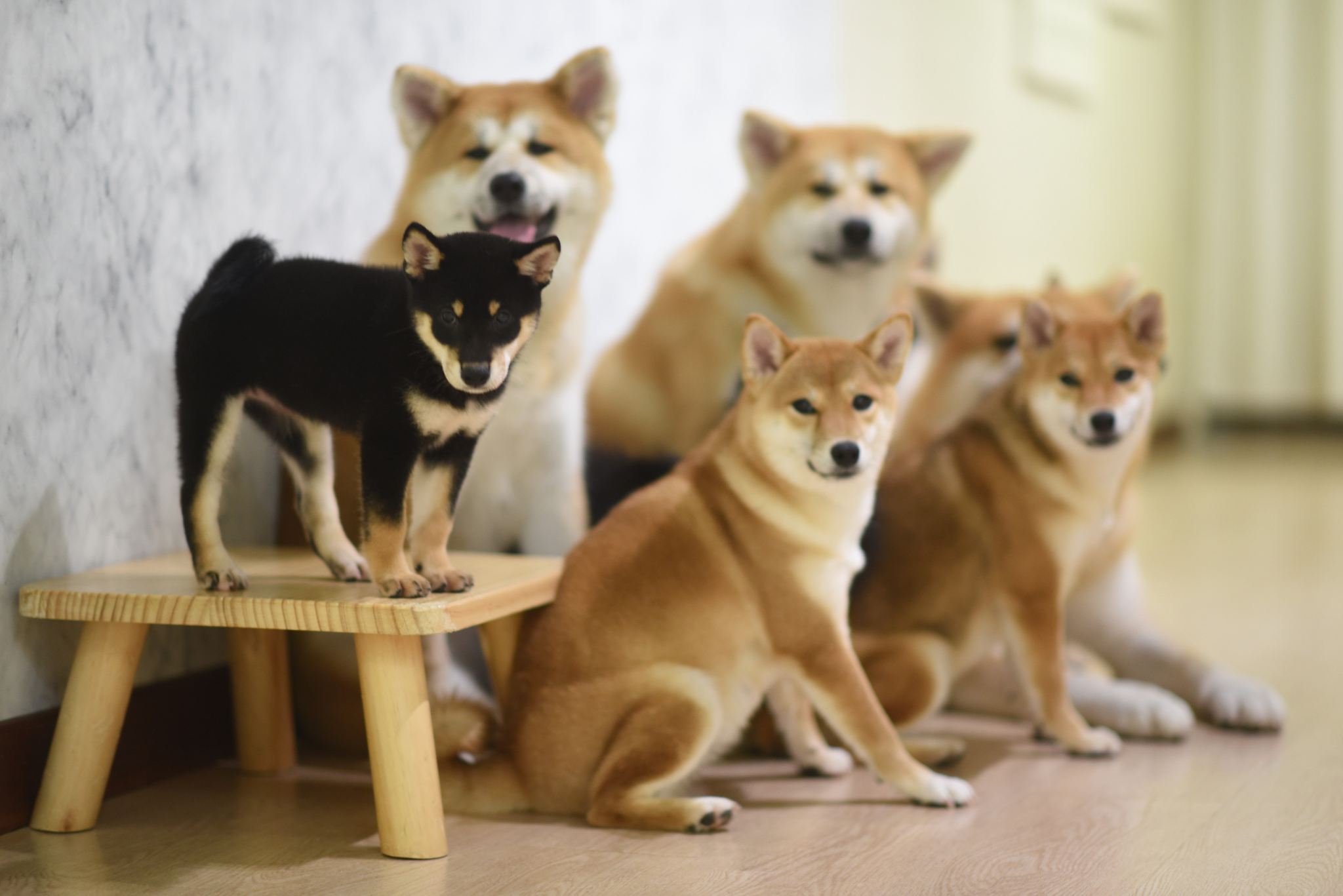 [Shiba Inu Interaction] Melaka Husky and Shiba Inu Experience Center