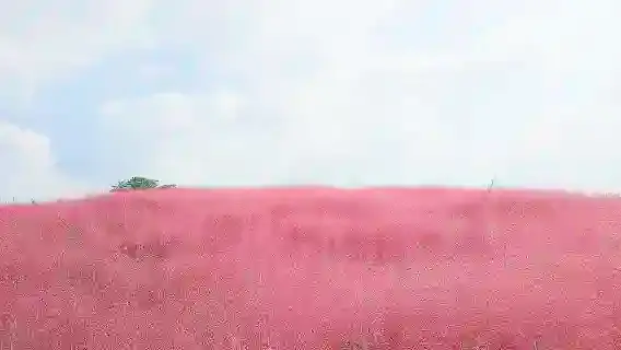韓國秋季一日遊【千日紅+粉黛亂子草+鐵路單車+納里公園】